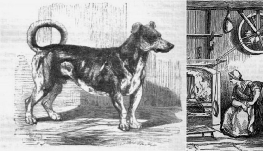 Rotisserie dogs are a mysterious kitchen breed that no longer exists. Rotisserie dogs are a mysterious kitchen breed that no longer exists.