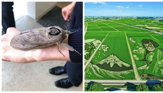 Sí, realmente existe! 22 fotos de fenómenos sorprendentes y cosas