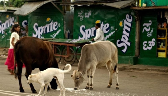 Sacred vagrants: How homeless cows have become a problem in India Sacred vagrants: How homeless cows have become a problem in India
