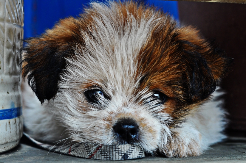 Sad puppies Sad puppies