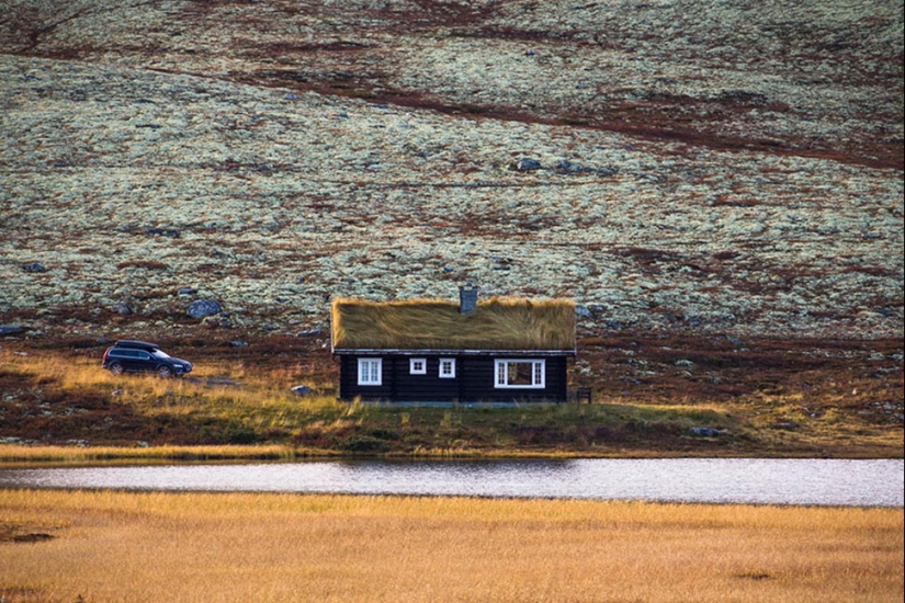 Scandinavian houses with an overgrown roof, in which you want to settle immediately Scandinavian houses with an overgrown roof, in which you want to settle immediately