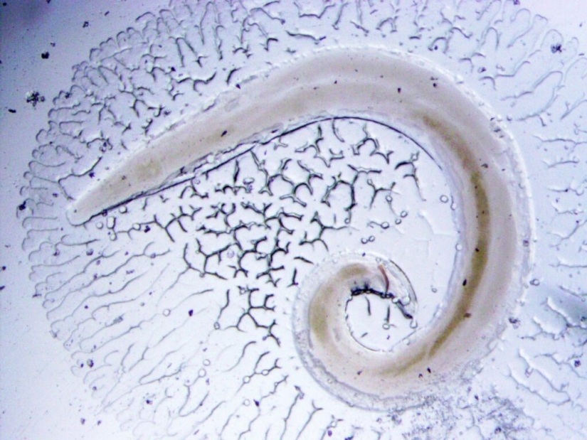 Scientists Explain Why You Should Wash Your Hands After Any Contact With Animals Scientists Explain Why You Should Wash Your Hands After Any Contact With Animals