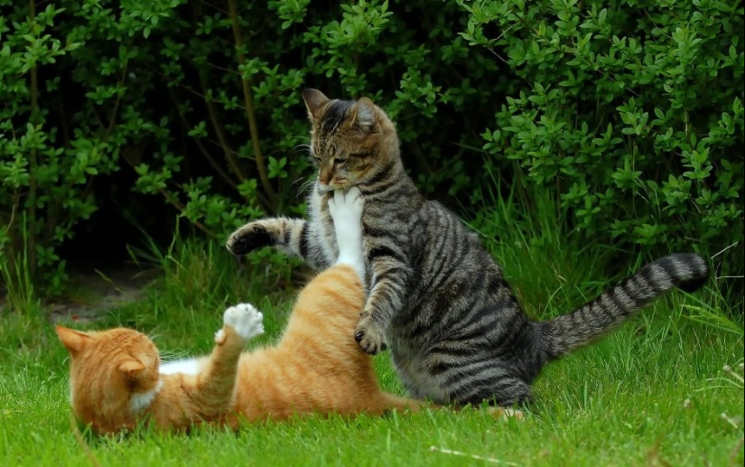 Scientists Explain Why You Should Wash Your Hands After Any Contact With Animals Scientists Explain Why You Should Wash Your Hands After Any Contact With Animals