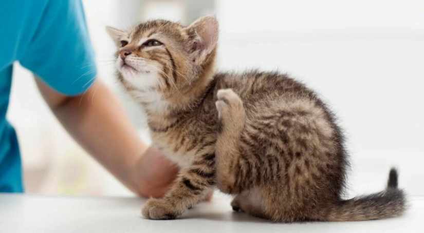 Scientists Explain Why You Should Wash Your Hands After Any Contact With Animals Scientists Explain Why You Should Wash Your Hands After Any Contact With Animals