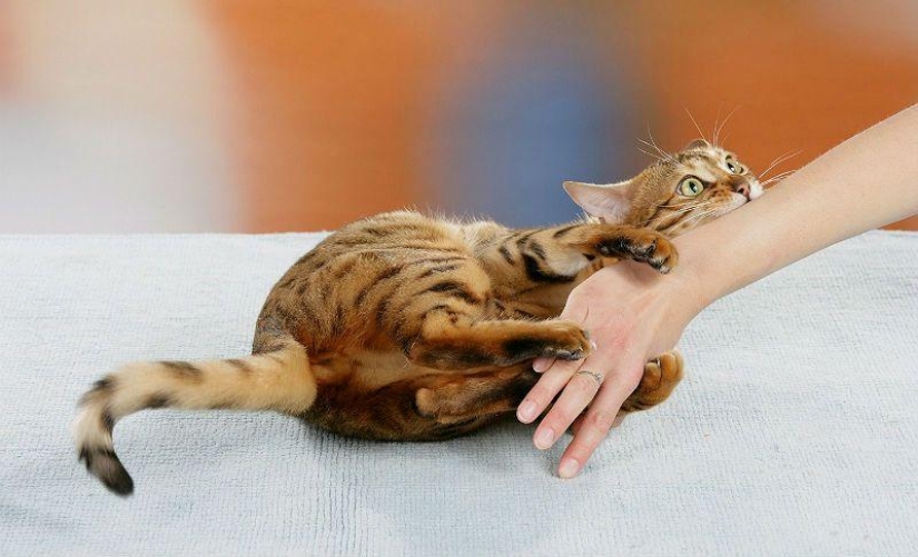 Scientists Explain Why You Should Wash Your Hands After Any Contact With Animals Scientists Explain Why You Should Wash Your Hands After Any Contact With Animals