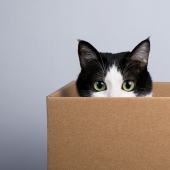 Scientists explain why cats like to sit in boxes and bags Scientists explain why cats like to sit in boxes and bags
