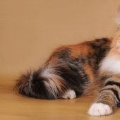 Scientists have debunked the popular myth about calico cats Scientists have debunked the popular myth about calico cats