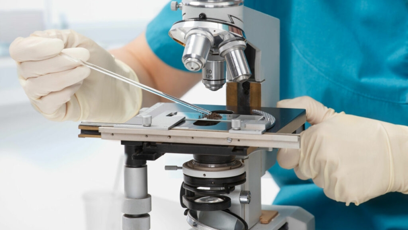 Scientists have found an eternally young organ in humans Scientists have found an eternally young organ in humans