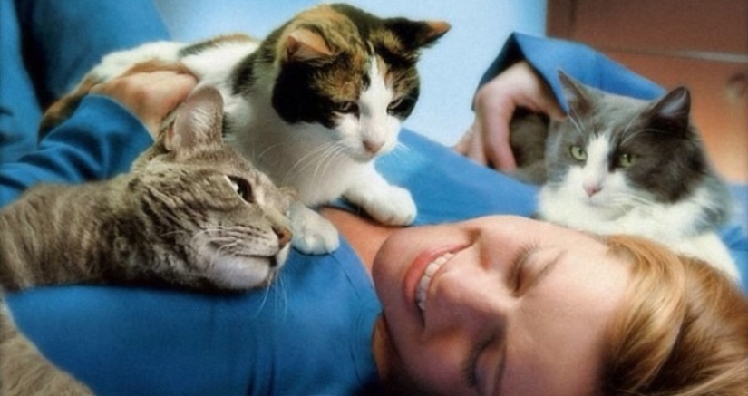 Scientists have learned that cats remember each other's nicknames, but are indifferent to their owners Scientists have learned that cats remember each other's nicknames, but are indifferent to their owners