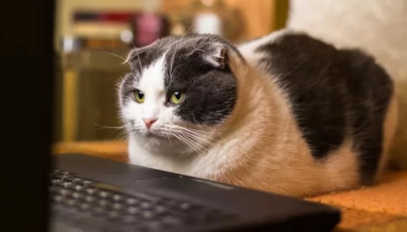 Scientists have learned that cats remember each other's nicknames, but are indifferent to their owners Scientists have learned that cats remember each other's nicknames, but are indifferent to their owners