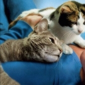 Scientists have learned that cats remember each other's nicknames, but are indifferent to their owners Scientists have learned that cats remember each other's nicknames, but are indifferent to their owners