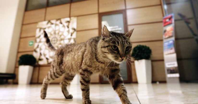 Scientists have learned that cats remember each other's nicknames, but are indifferent to their owners Scientists have learned that cats remember each other's nicknames, but are indifferent to their owners