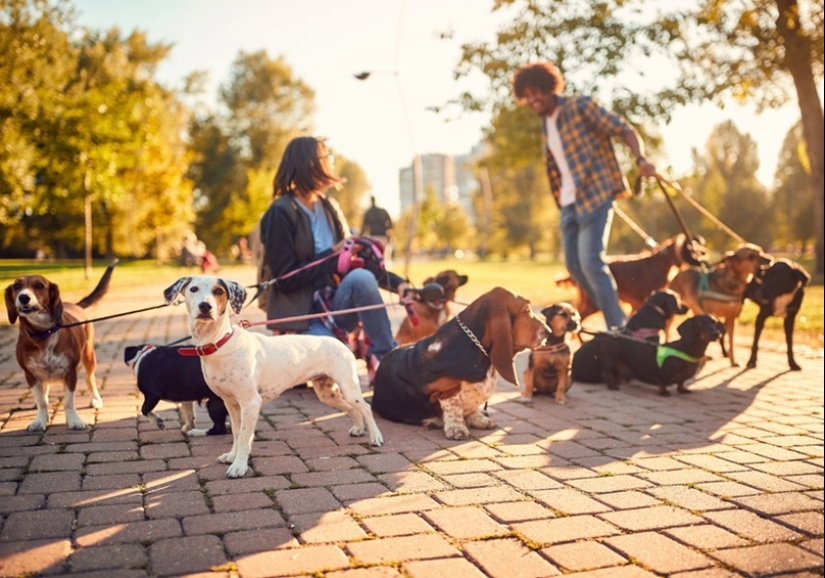 Scientists have named the smartest dog breed