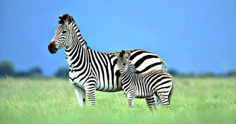 Scientists have unraveled the secret of zebra coloration. You will be surprised