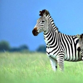 Scientists have unraveled the secret of zebra coloration. You will be surprised Scientists have unraveled the secret of zebra coloration. You will be surprised
