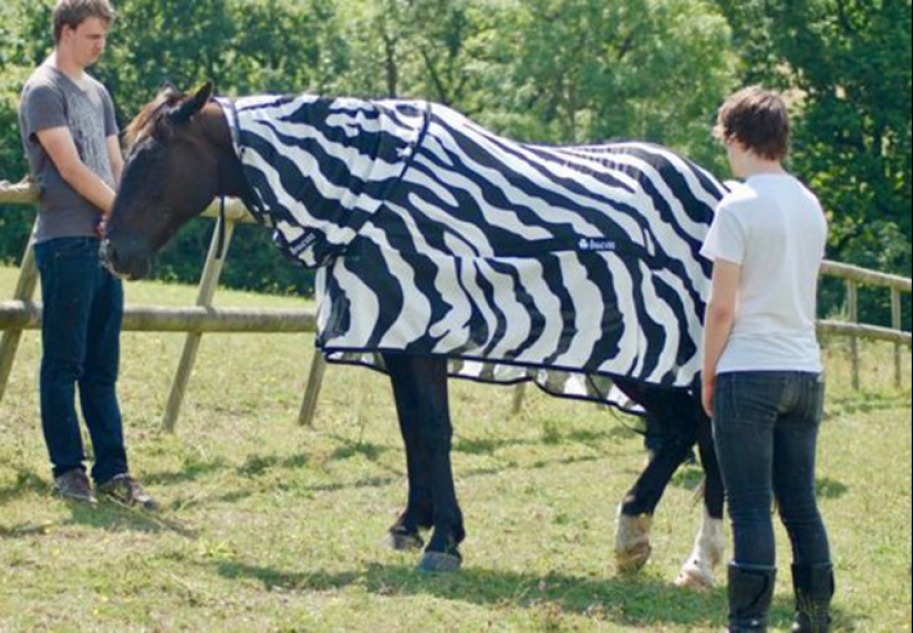 Scientists have unraveled the secret of zebra coloration. You will be surprised