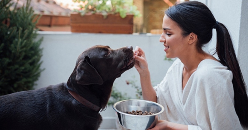 Scientists told which dog breeds live longer Scientists told which dog breeds live longer