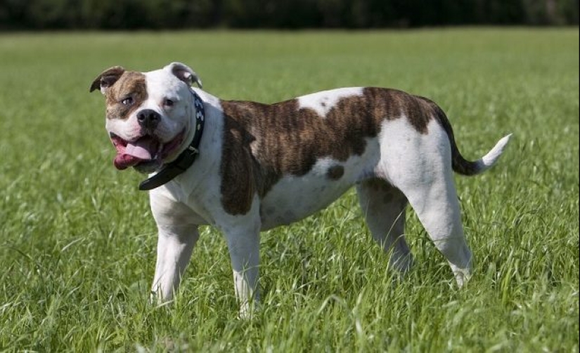 Scientists told which dog breeds live longer Scientists told which dog breeds live longer