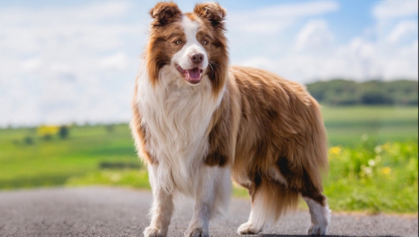 Scientists told which dog breeds live longer Scientists told which dog breeds live longer