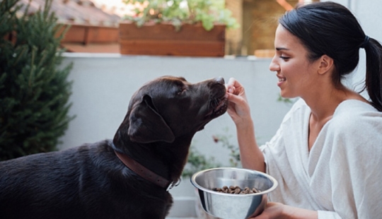 Scientists told which dog breeds live longer Scientists told which dog breeds live longer