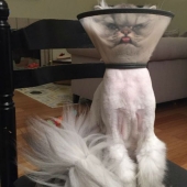 Sellos malvados que parecen estar conspirando para matar a su amo