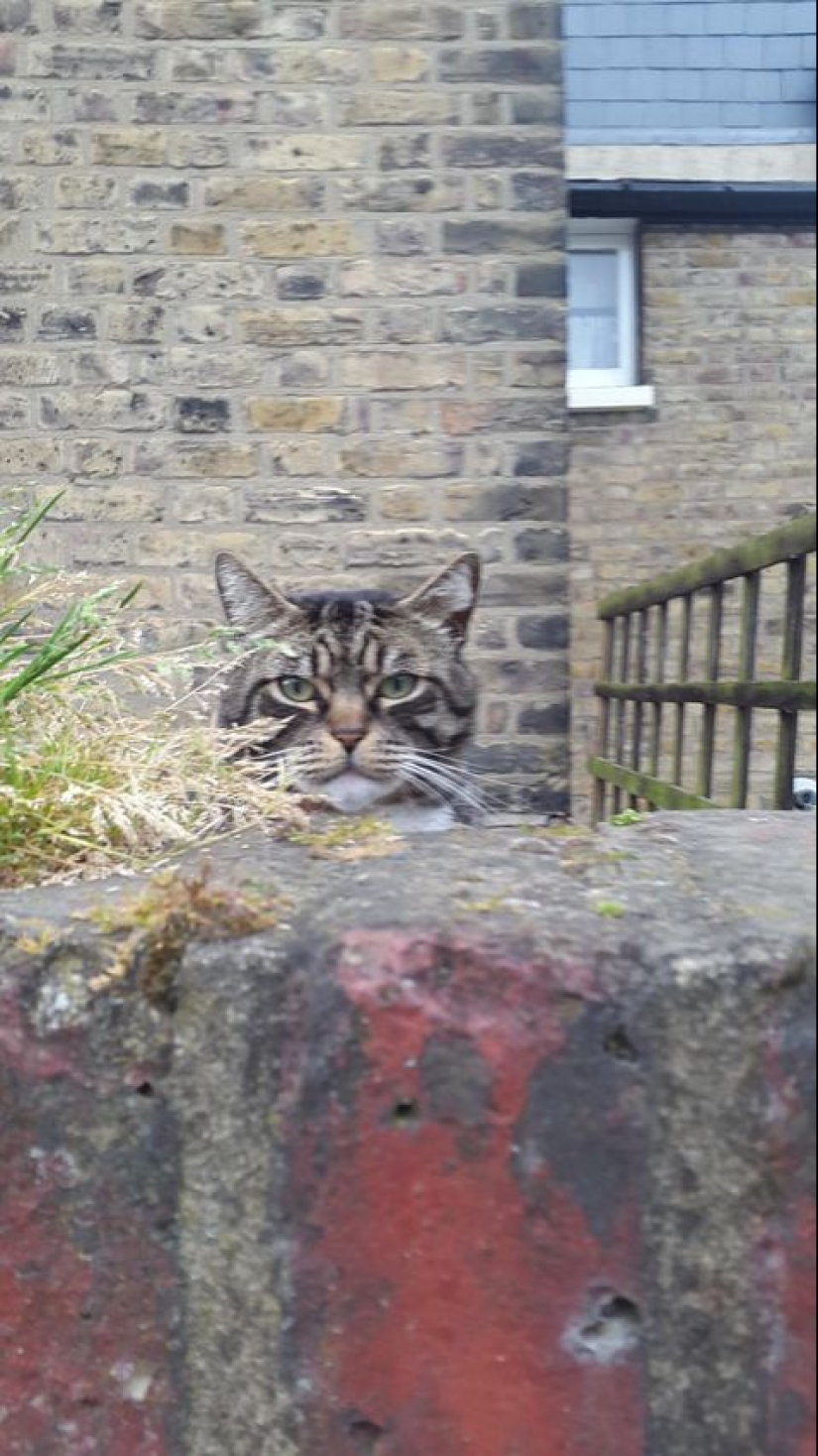 Sellos malvados que parecen estar conspirando para matar a su amo