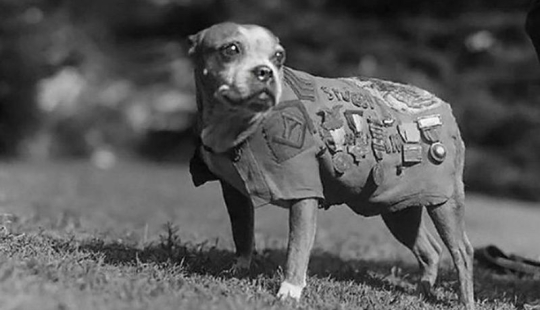 Sergeant Stubby — heroic dog of the First World War Sergeant Stubby — heroic dog of the First World War