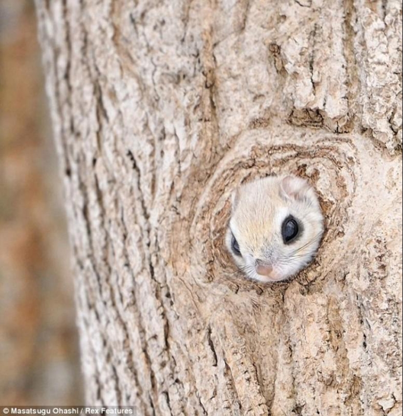 Siberian flying squirrels are something