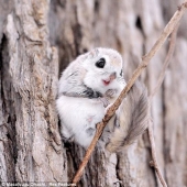 Siberian flying squirrels are something