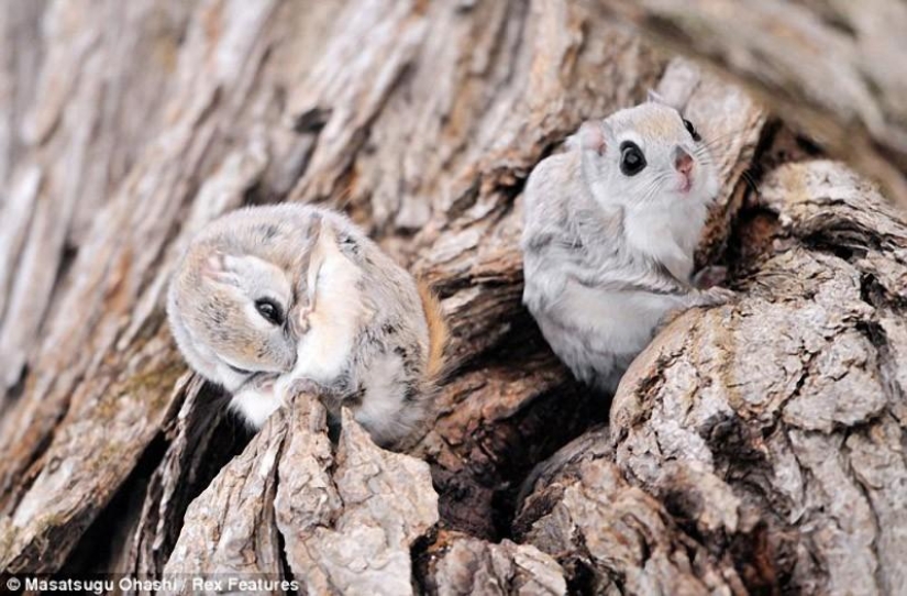 Siberian flying squirrels are something