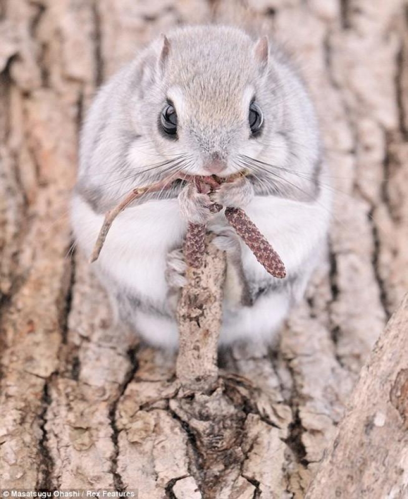 Siberian flying squirrels are something