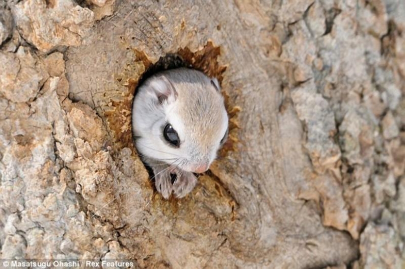 Siberian flying squirrels are something