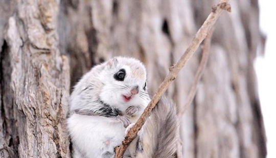 Siberian flying squirrels are something Siberian flying squirrels are something