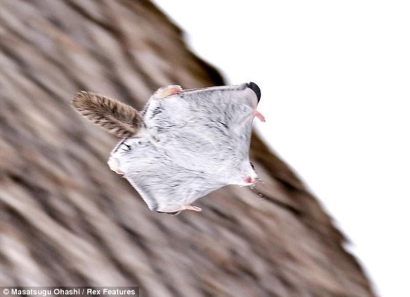 Siberian flying squirrels are something