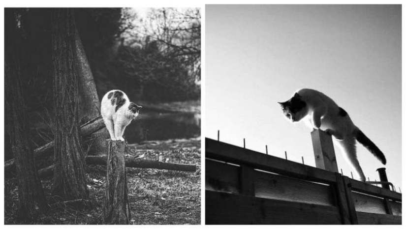 Sin el gato, y la vida no es la misma: equilibrado gatos acróbatas demostrar las maravillas de equilibrio Sin el gato, y la vida no es la misma: equilibrado gatos acróbatas demostrar las maravillas de equilibrio