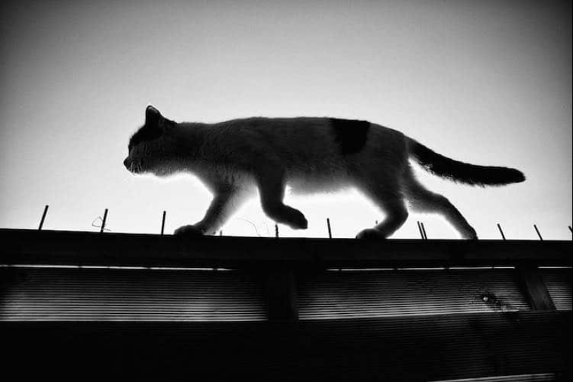 Sin el gato, y la vida no es la misma: equilibrado gatos acróbatas demostrar las maravillas de equilibrio Sin el gato, y la vida no es la misma: equilibrado gatos acróbatas demostrar las maravillas de equilibrio