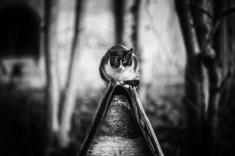 Sin el gato, y la vida no es la misma: equilibrado gatos acróbatas demostrar las maravillas de equilibrio Sin el gato, y la vida no es la misma: equilibrado gatos acróbatas demostrar las maravillas de equilibrio