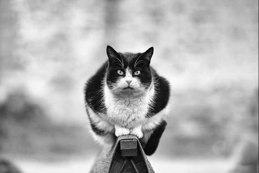 Sin el gato, y la vida no es la misma: equilibrado gatos acróbatas demostrar las maravillas de equilibrio Sin el gato, y la vida no es la misma: equilibrado gatos acróbatas demostrar las maravillas de equilibrio