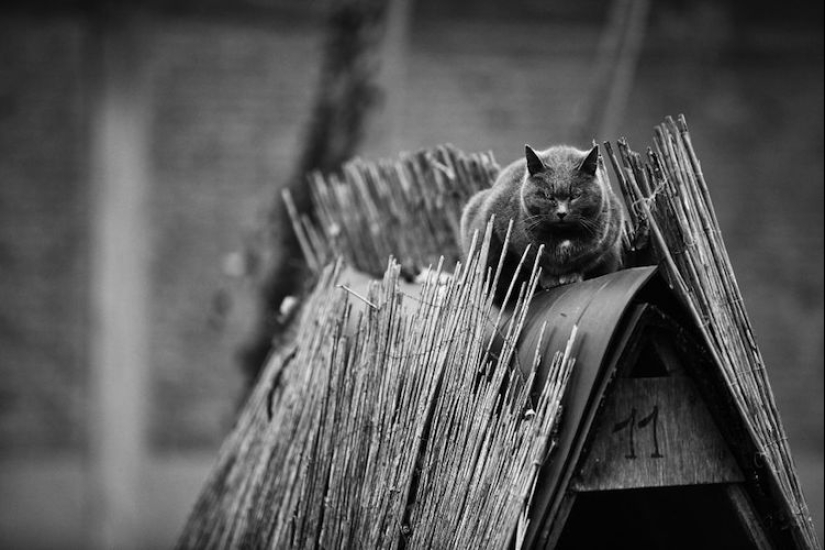 Sin el gato, y la vida no es la misma: equilibrado gatos acróbatas demostrar las maravillas de equilibrio Sin el gato, y la vida no es la misma: equilibrado gatos acróbatas demostrar las maravillas de equilibrio