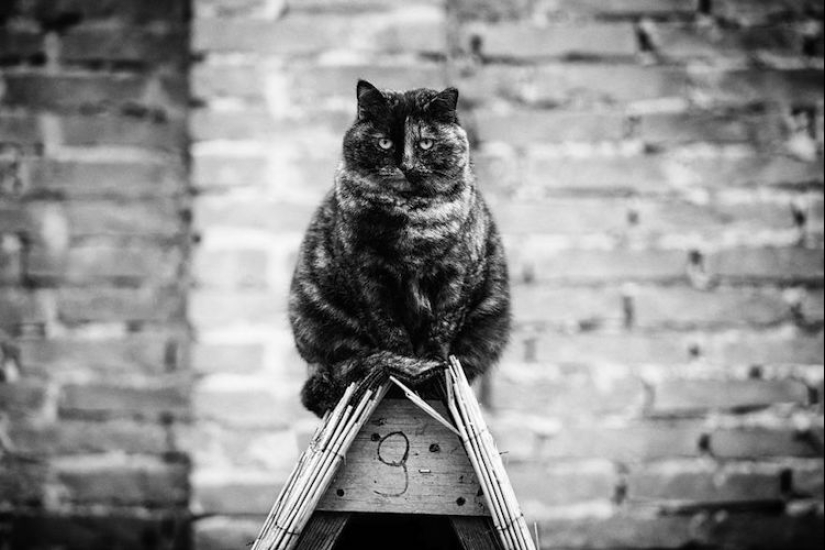 Sin el gato, y la vida no es la misma: equilibrado gatos acróbatas demostrar las maravillas de equilibrio Sin el gato, y la vida no es la misma: equilibrado gatos acróbatas demostrar las maravillas de equilibrio