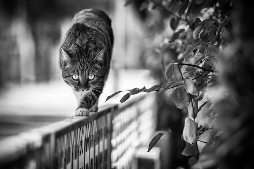 Sin el gato, y la vida no es la misma: equilibrado gatos acróbatas demostrar las maravillas de equilibrio Sin el gato, y la vida no es la misma: equilibrado gatos acróbatas demostrar las maravillas de equilibrio