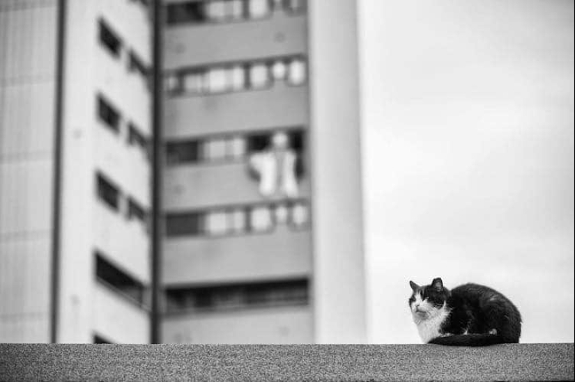 Sin el gato, y la vida no es la misma: equilibrado gatos acróbatas demostrar las maravillas de equilibrio Sin el gato, y la vida no es la misma: equilibrado gatos acróbatas demostrar las maravillas de equilibrio