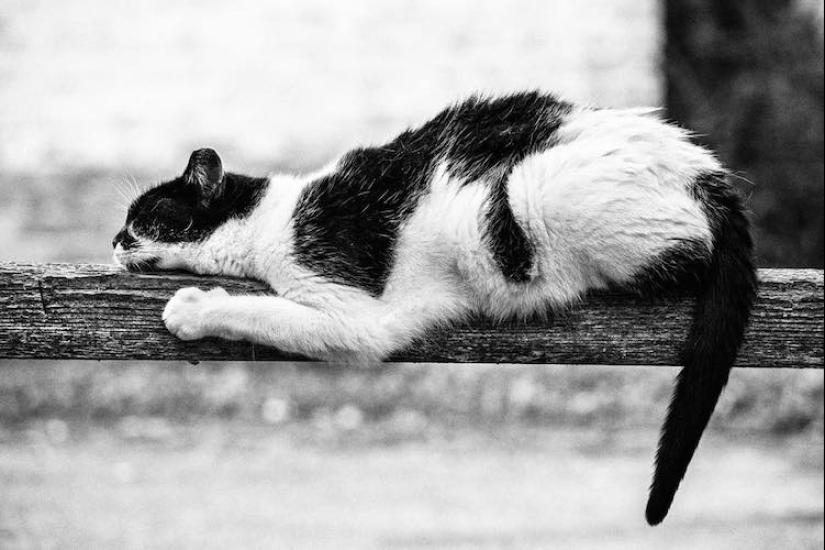 Sin el gato, y la vida no es la misma: equilibrado gatos acróbatas demostrar las maravillas de equilibrio Sin el gato, y la vida no es la misma: equilibrado gatos acróbatas demostrar las maravillas de equilibrio