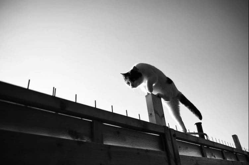 Sin el gato, y la vida no es la misma: equilibrado gatos acróbatas demostrar las maravillas de equilibrio Sin el gato, y la vida no es la misma: equilibrado gatos acróbatas demostrar las maravillas de equilibrio