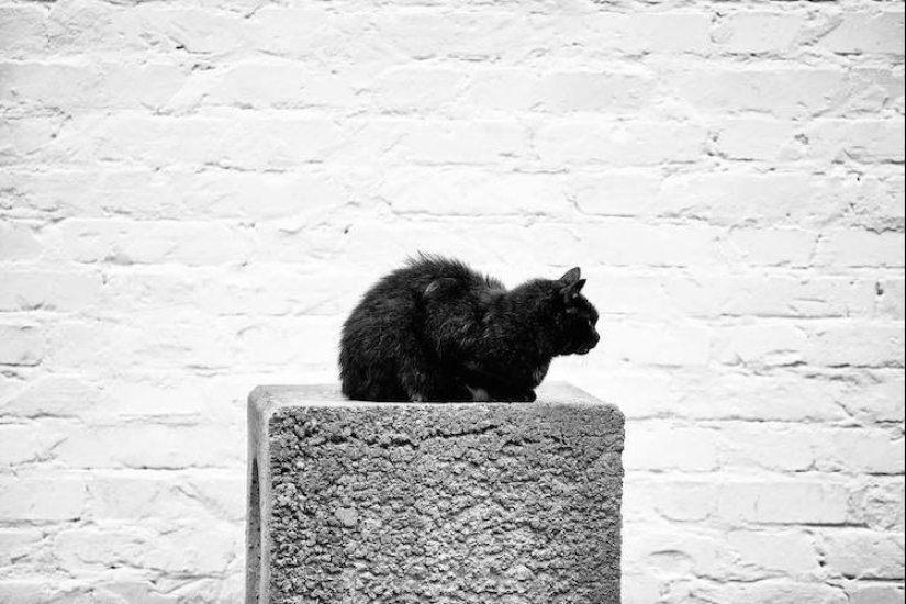Sin el gato, y la vida no es la misma: equilibrado gatos acróbatas demostrar las maravillas de equilibrio Sin el gato, y la vida no es la misma: equilibrado gatos acróbatas demostrar las maravillas de equilibrio