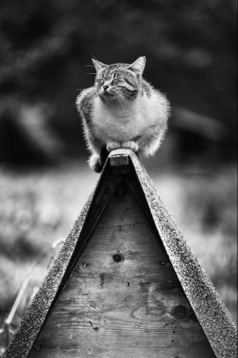 Sin el gato, y la vida no es la misma: equilibrado gatos acróbatas demostrar las maravillas de equilibrio Sin el gato, y la vida no es la misma: equilibrado gatos acróbatas demostrar las maravillas de equilibrio