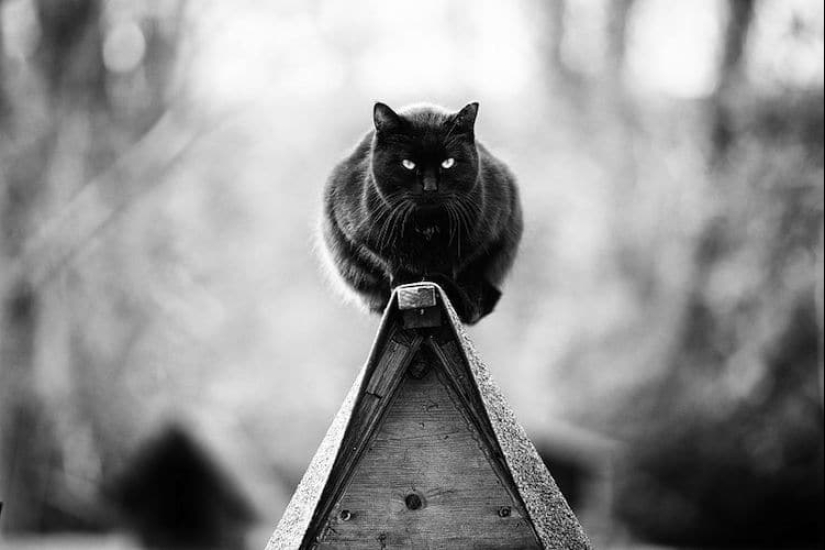 Sin el gato, y la vida no es la misma: equilibrado gatos acróbatas demostrar las maravillas de equilibrio Sin el gato, y la vida no es la misma: equilibrado gatos acróbatas demostrar las maravillas de equilibrio