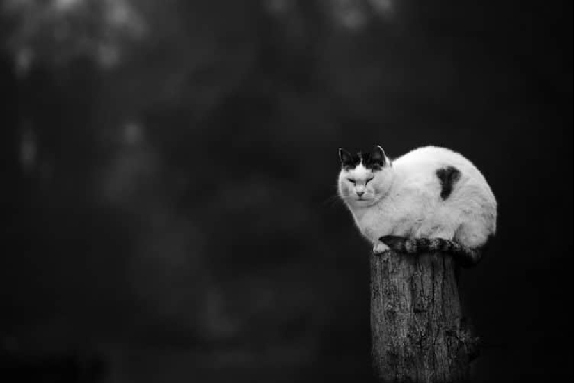 Sin el gato, y la vida no es la misma: equilibrado gatos acróbatas demostrar las maravillas de equilibrio Sin el gato, y la vida no es la misma: equilibrado gatos acróbatas demostrar las maravillas de equilibrio