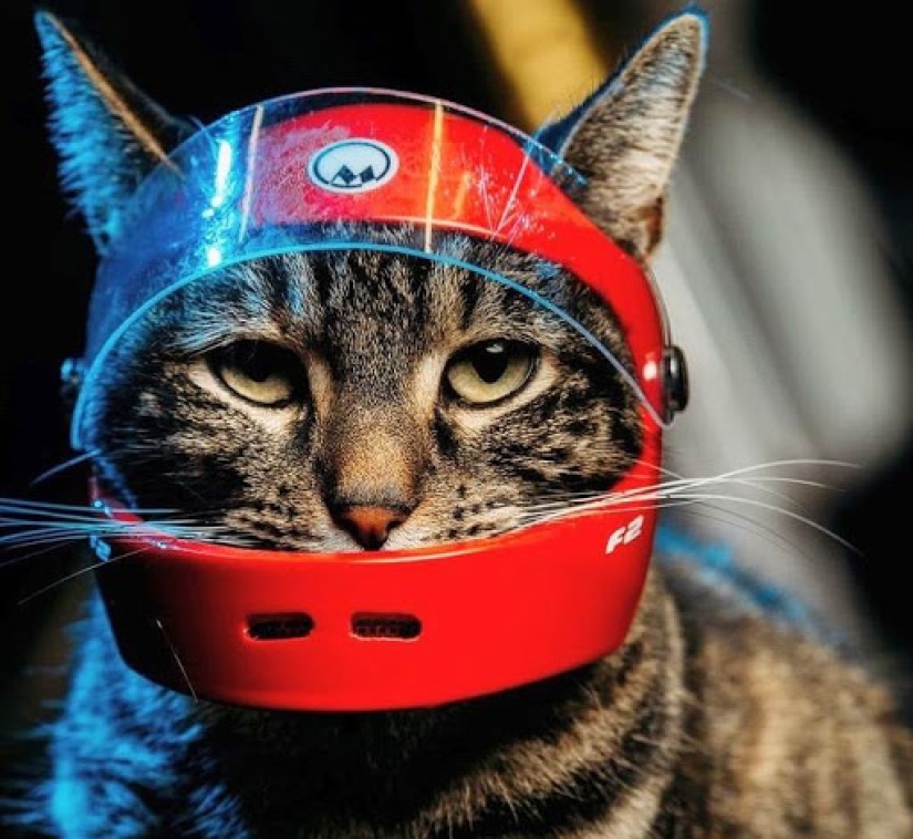 Skiing, surfing, parachuting: the cat from Instagram lives a hundred times more interesting than you