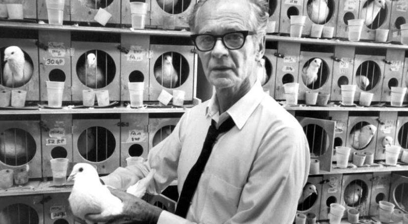 Skinner's experiment: what do superstitious people and pigeons have in common?